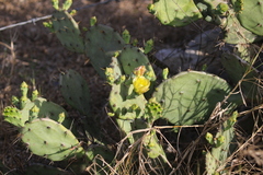 Opuntia stricta