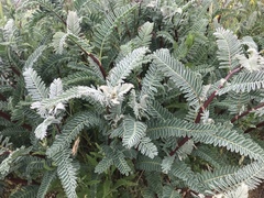 Astragalus pycnostachyus