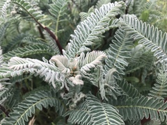 Astragalus pycnostachyus