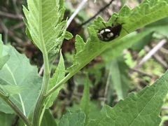 Calligrapha intermedia
