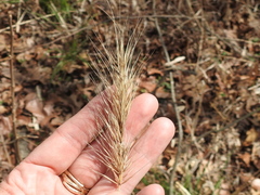 Elymus glabriflorus