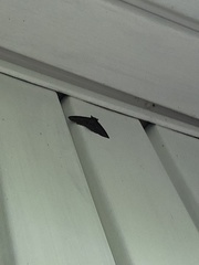 Sphacelodes vulneraria