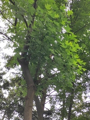 Liriodendron chinense