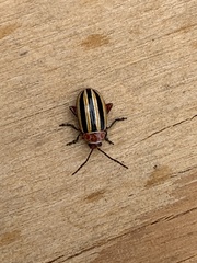 Disonycha admirabila