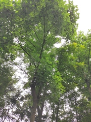 Liriodendron chinense