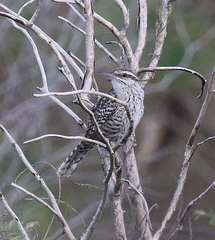 Campylorhynchus yucatanicus
