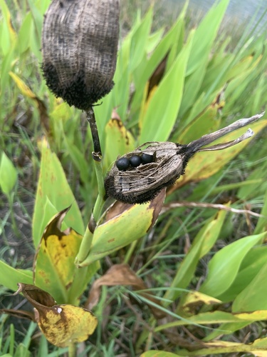 Bandanna of the Everglades (Canna flaccida)