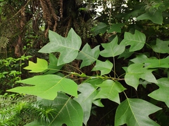 Liriodendron chinense