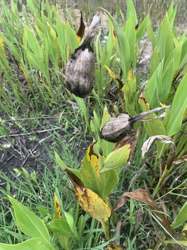 Golden Canna