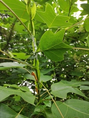Liriodendron chinense