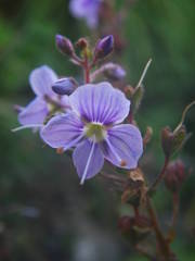 Veronica ponae