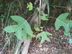 Liriodendron chinense