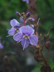 Veronica ponae