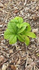 Rodgersia aesculifolia