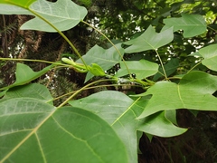 Liriodendron chinense