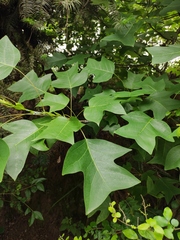 Liriodendron chinense