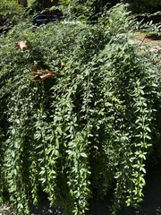 Jasminum primulinum
