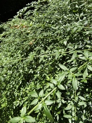 Jasminum primulinum