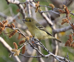 Vireo pallens