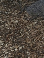 Lampropeltis knoblochi