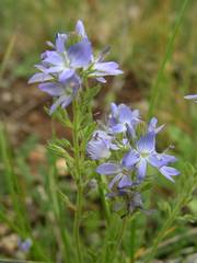 Veronica orsiniana