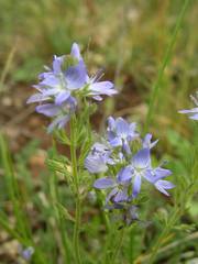 Veronica orsiniana