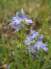 Veronica orsiniana