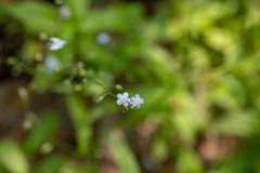 Myosotis krylovii