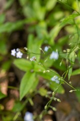 Myosotis krylovii