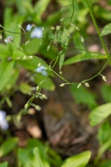 Myosotis krylovii
