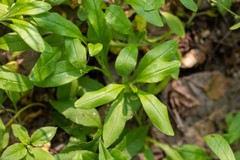 Myosotis krylovii