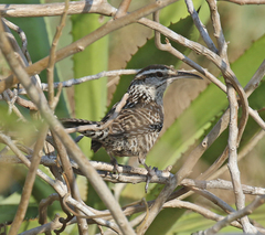Campylorhynchus yucatanicus