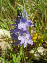 Veronica orsiniana