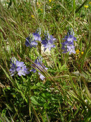 Veronica orsiniana