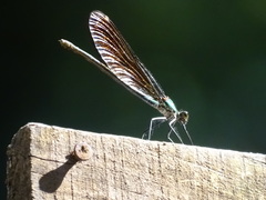Calopteryx haemorrhoidalis