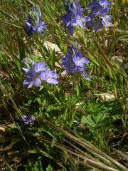 Veronica orsiniana