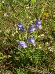 Veronica orsiniana