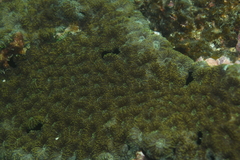 Acanthastrea