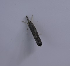 Neodactria caliginosellus