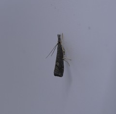 Neodactria caliginosellus