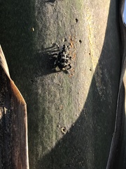 Peltophorus polymitus