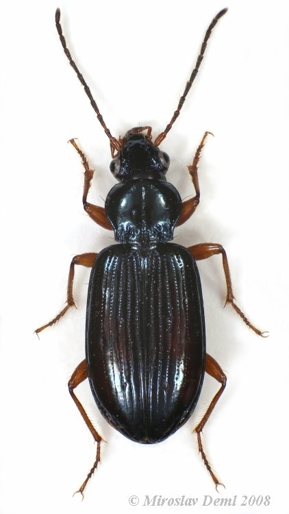Bembidion decorum decorum