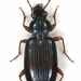 Bembidion decorum - Photo (c) Miroslav Deml, some rights reserved (CC BY)