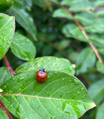 Coccinella septempunctata