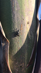 Peltophorus polymitus