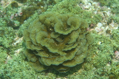 Lobophora variegata