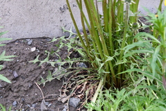 Taraxacum macroceras