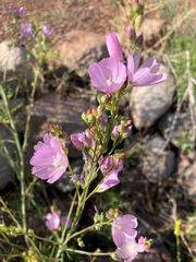 Sidalcea neomexicana