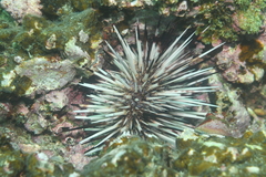 Echinometra mathaei
