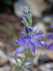 Veronica orsiniana